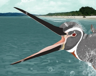 Illustration for article titled 36 million-year-old penguin was five feet tall and had reddish-brown feathers